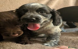 Cocker Spaniel dogs for sale: Cocker spaniel pups - Image 2