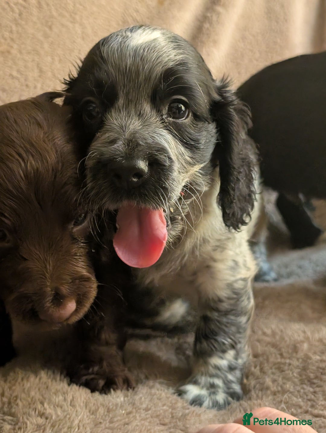 Cocker Spaniel dogs for sale: Cocker spaniel pups - Image 2