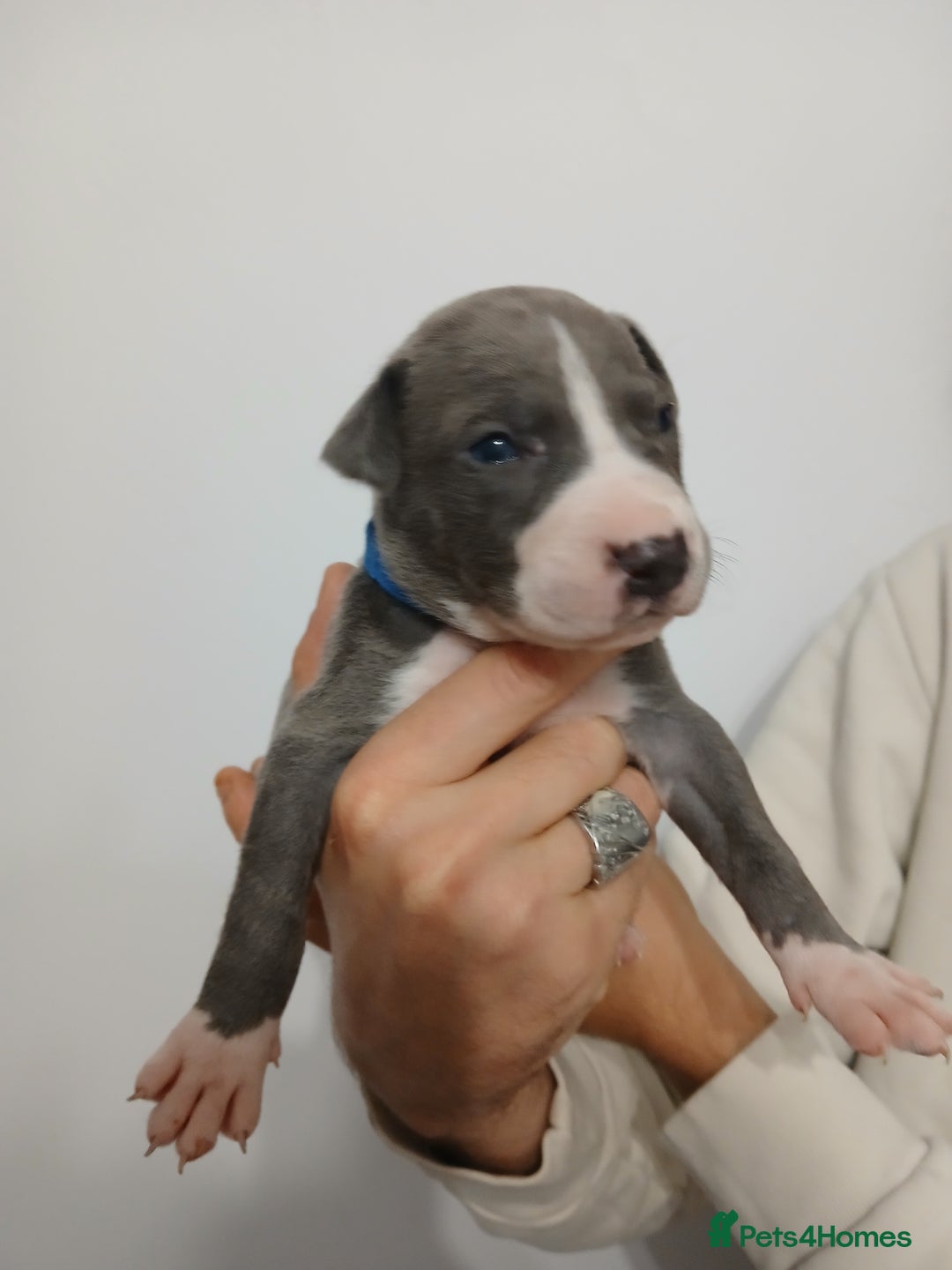 Lurcher dogs for sale: Bull Greyhound - Image 15