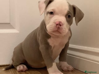 American Bully dogs Ready now! ABKC pocket bullies for sale. - Advert 16