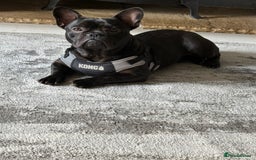 French Bulldog dogs for sale: 8 month old French Bulldog! - Image 1