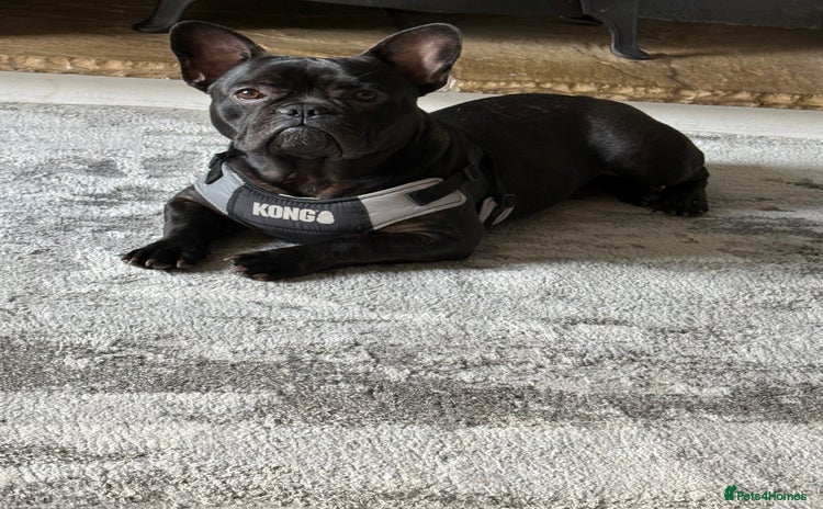 French Bulldog dogs - Advert 15