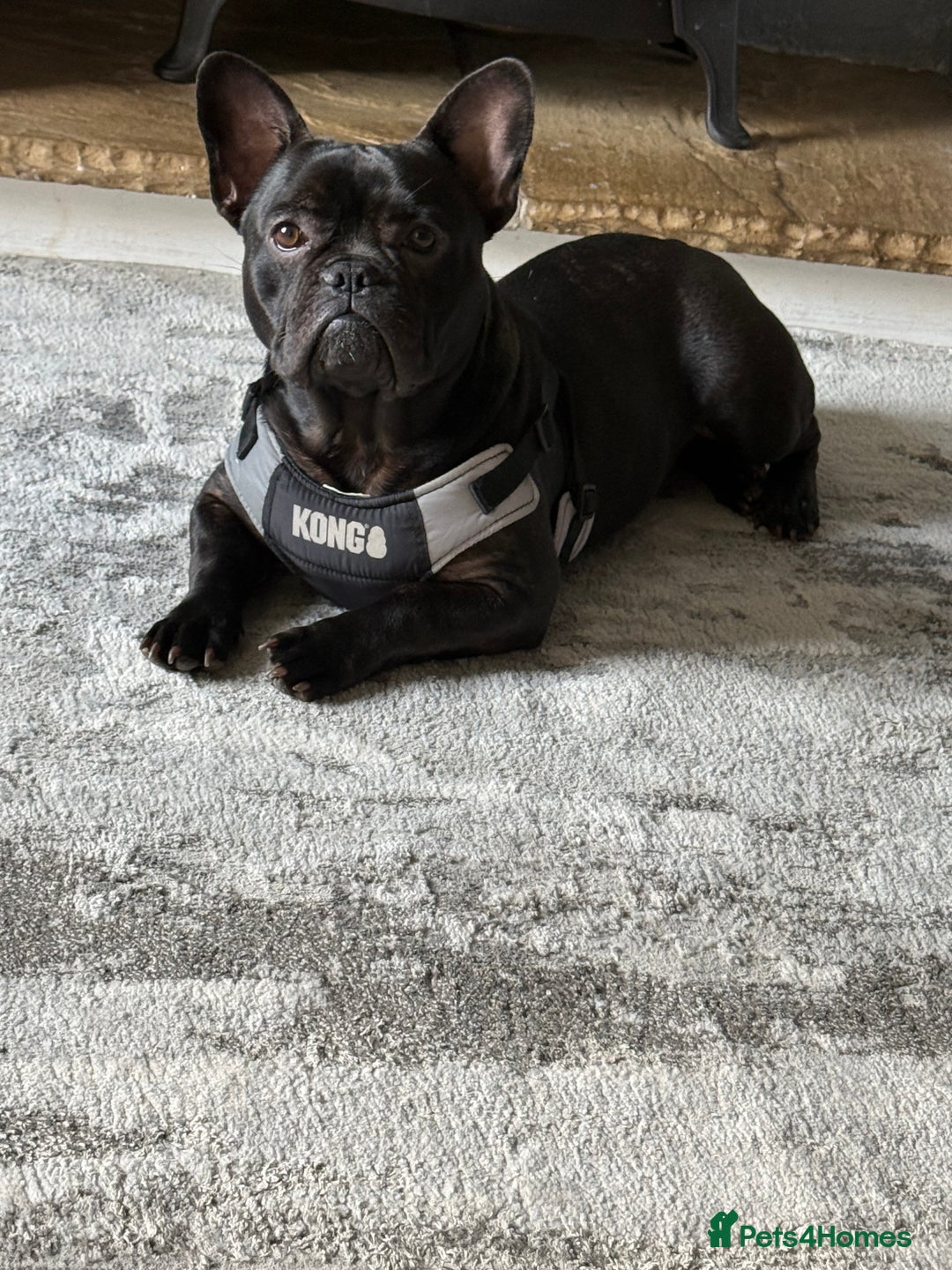 French Bulldog dogs for sale: 8 month old French Bulldog! - Image 1