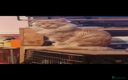 Ragcoon cats for sale: Ragcoon kittens for sale  - Image 7