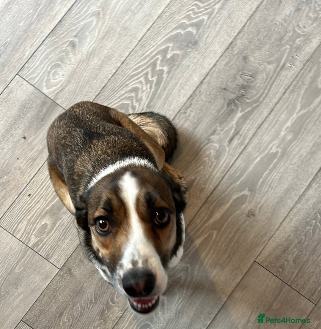 Welsh Collie dogs for sale: Female Welsh Collie looking for forever home - Image 3