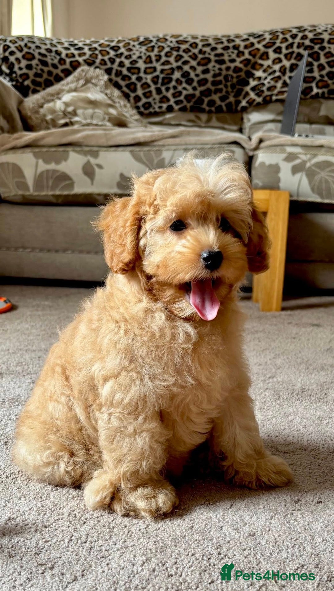 Cockapoo dogs for sale: Winnie F1b Golden Cockapoo Girl - Ready Now - Image 4