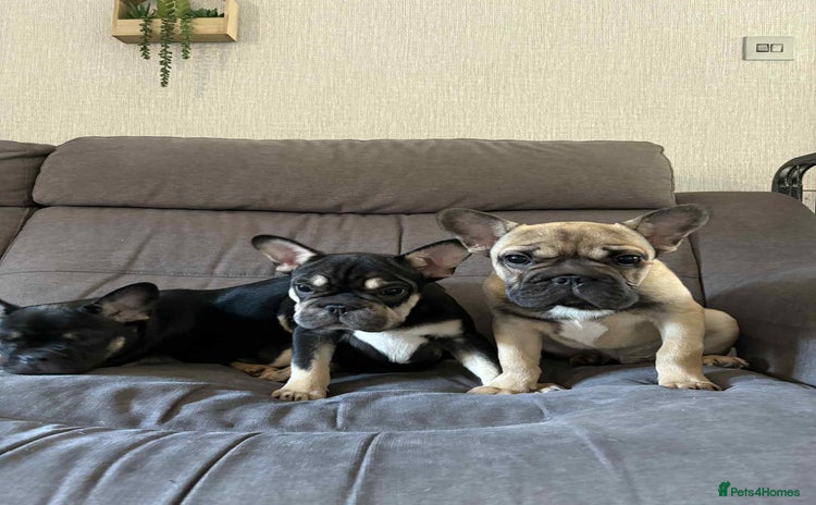 French Bulldog dogs - Advert 4