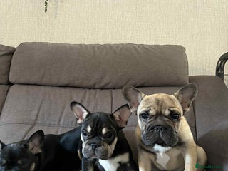 French Bulldog dogs 3 French Bulldog Pups - Advert 7