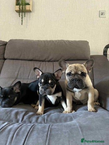 French Bulldog dogs - Advert 4