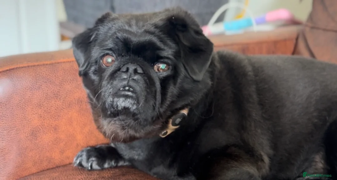 Mixed Breed dogs for sale: Meet Martin:Ready to Be Someone’s Best Friend - Advert 4