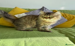 British Longhair cats for sale: British Longhair Cat - Image 6
