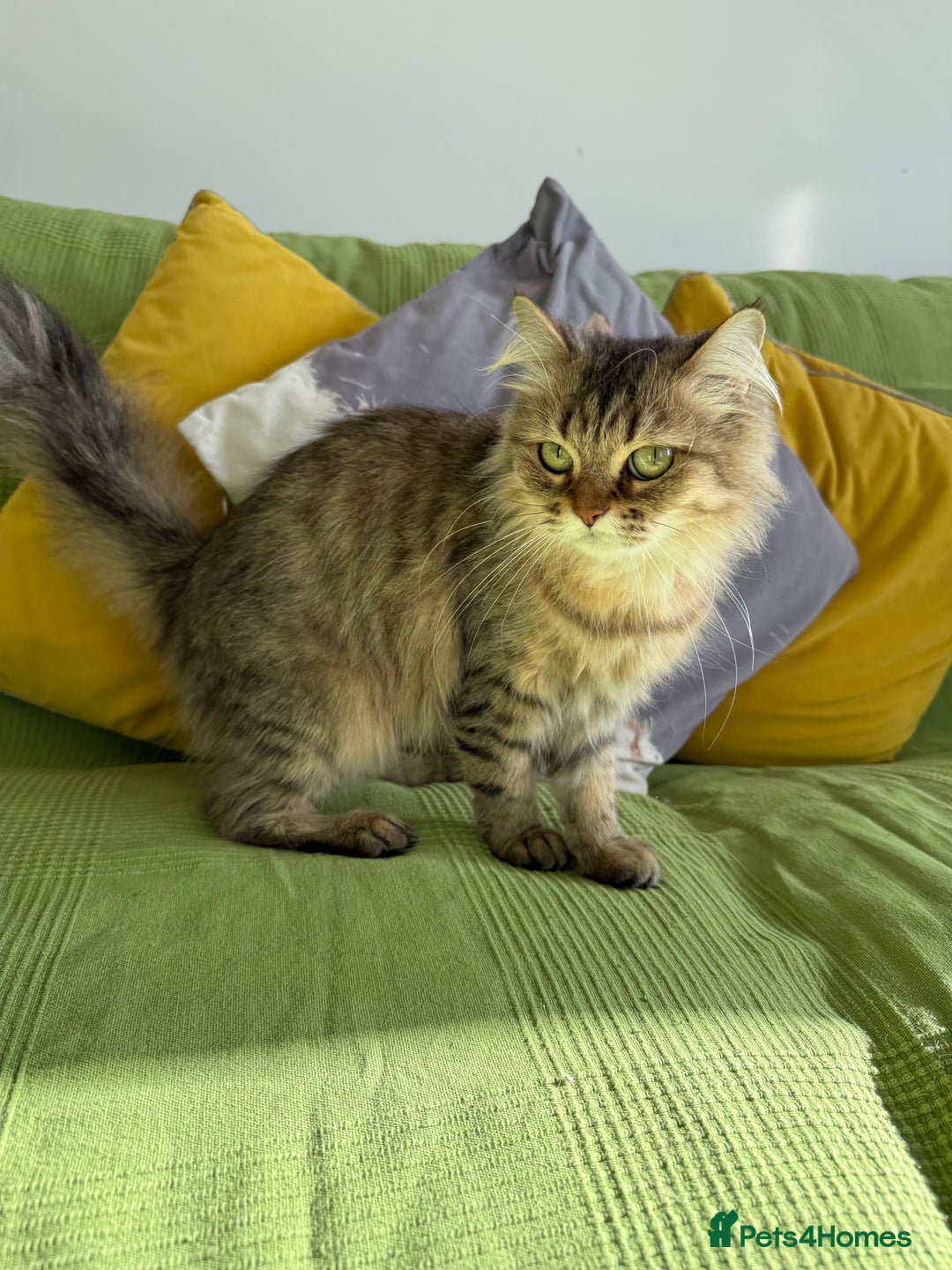 British Longhair cats for sale: British Longhair Cat - Image 6