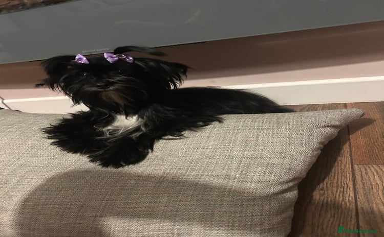 Yorkshire Terrier dogs - Advert 2