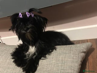 Yorkshire Terrier dogs - Advert 1