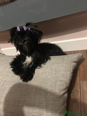 Yorkshire Terrier dogs - Advert 2