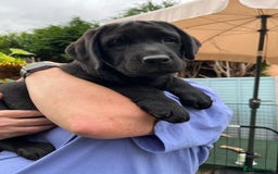 Labrador Retriever dogs for sale: KC registered Beautiful Chunky Black Labs   - Image 12