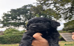 Cockapoo dogs for sale: Cockapoo puppies F1B - Image 8