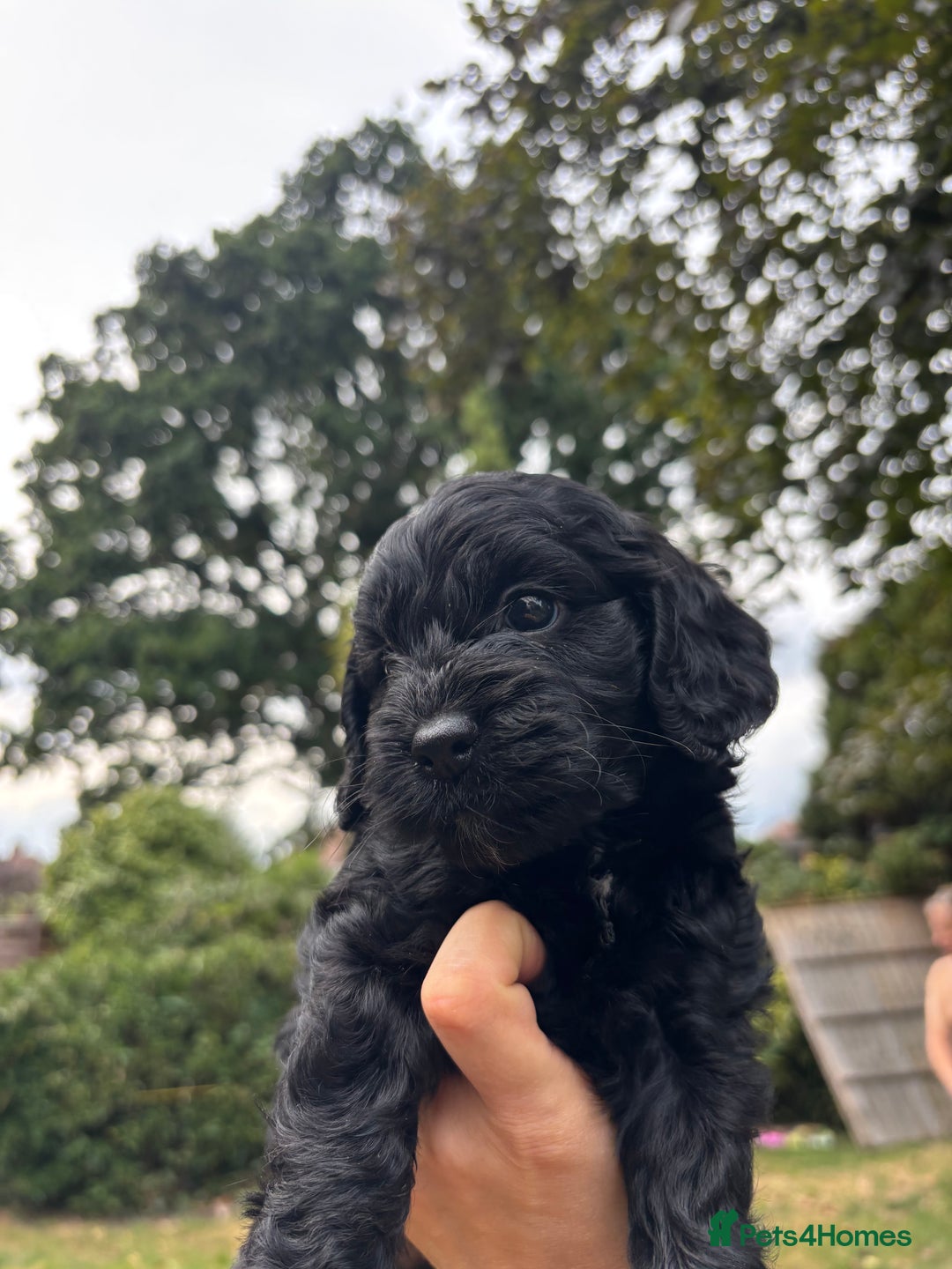 Cockapoo dogs for sale: Cockapoo puppies F1B - Image 8