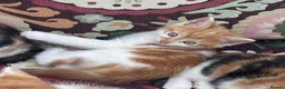 British Longhair cats for sale: Two ginger and white male kittens  - Advert 2
