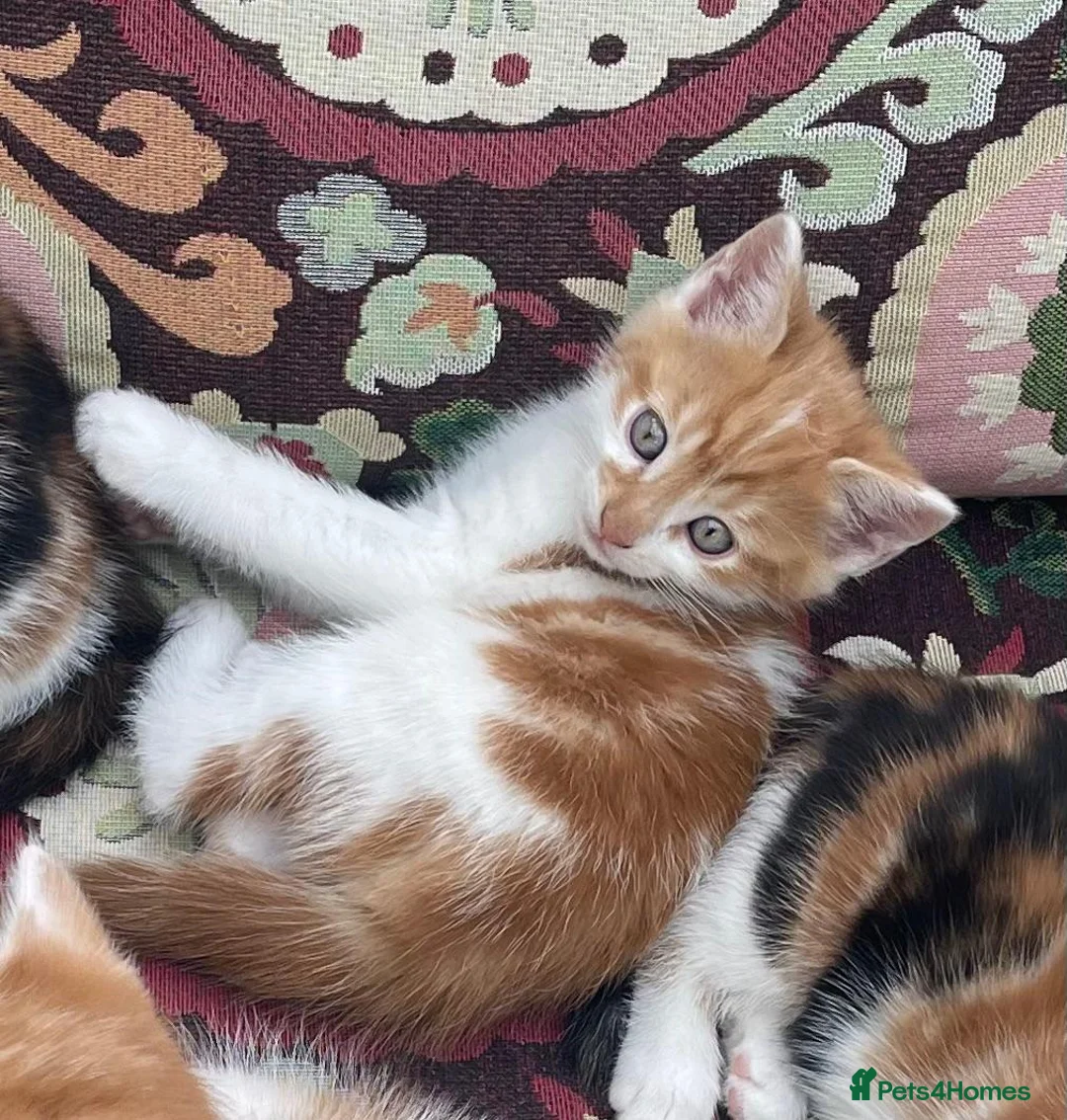 British Longhair cats for sale: Two ginger and white male kittens  - Advert 2