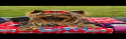 Yorkshire Terrier dogs for sale: Beautiful Yorkshire terrier puppies  in Manchester - Advert 5