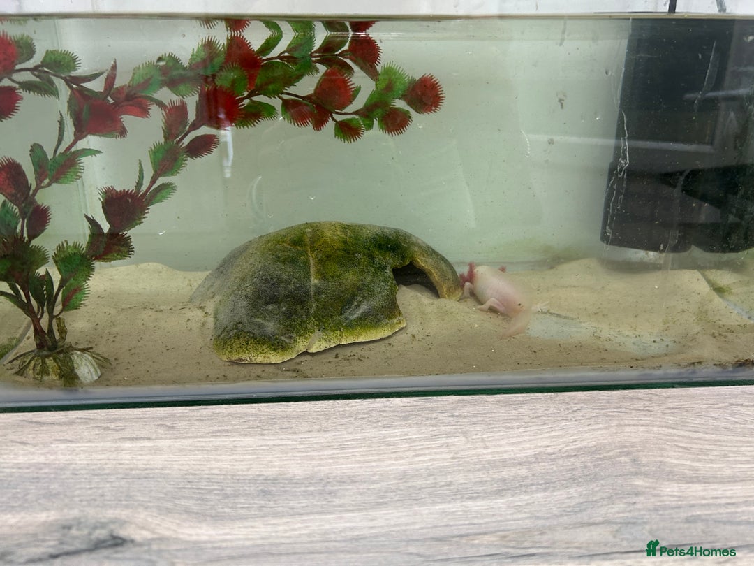 Axolotl reptiles for sale: Juvenile axalotl  - Image 3
