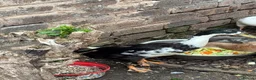 Ducks poultry for sale: 3 month old male Indian runner ducks  in Falkirk - Advert 6