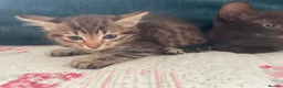 Siamese cats for sale: Siamese x Maine coon kittens - Advert 17