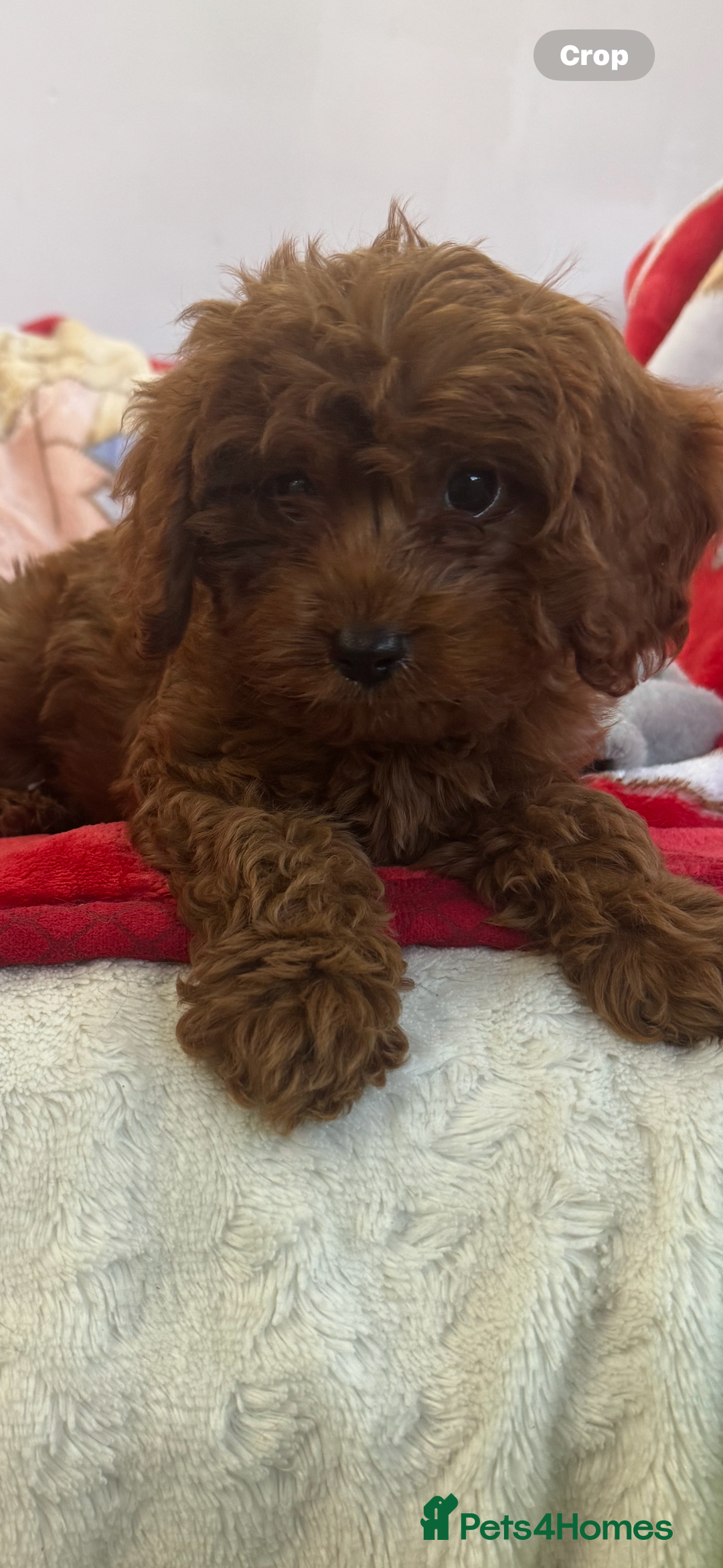 Cavapoo dogs for sale: Cavapoo BOY pup ready now ⭐️⭐️⭐️ - Image 7