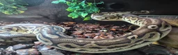 Python Snake reptiles for sale: Female Ball Pyhton - Advert 2