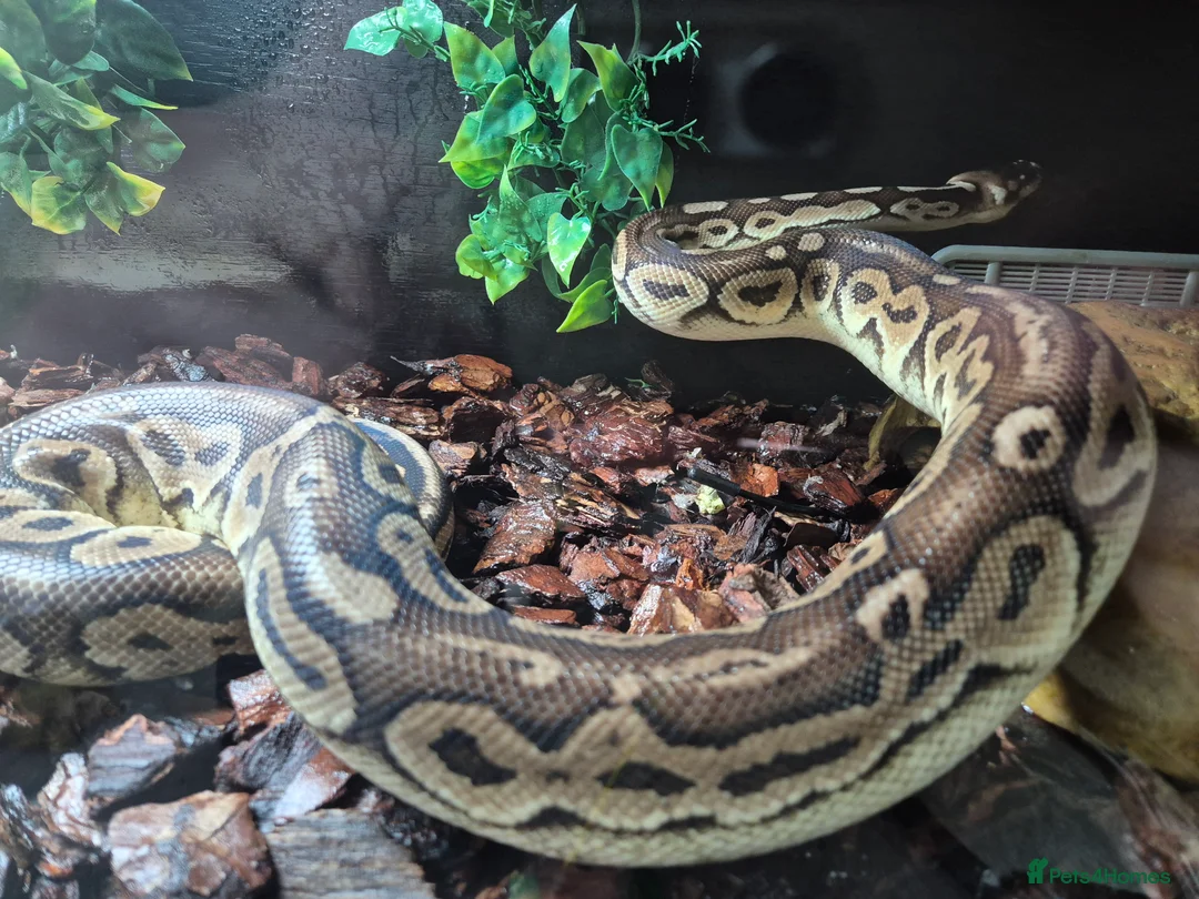 Python Snake reptiles for sale: Female Ball Pyhton - Advert 2