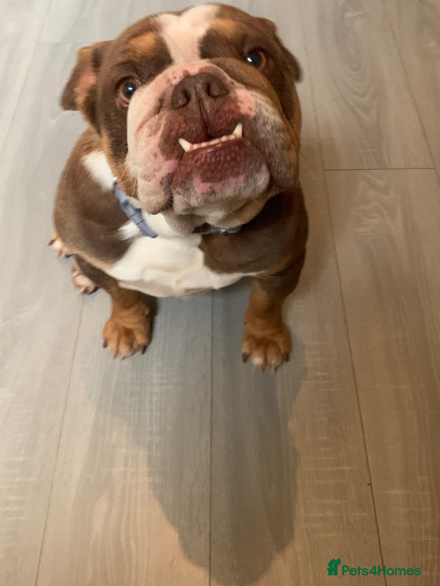 English Bulldog dogs Adult Female English bulldog  - Advert 10