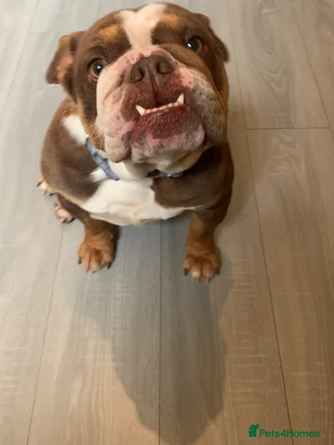 English Bulldog dogs for sale: Reduced Adult Female English bulldog  - Advert 2