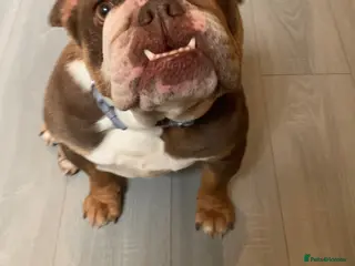English Bulldog dogs Adult Female English bulldog - Advert 10