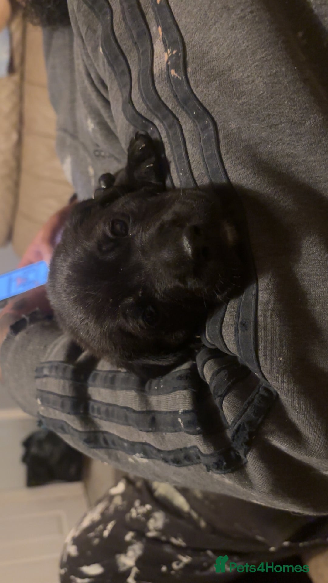 Mixed Breed dogs for sale: Beautiful Staffadors 4 weeks old  - Advert 14