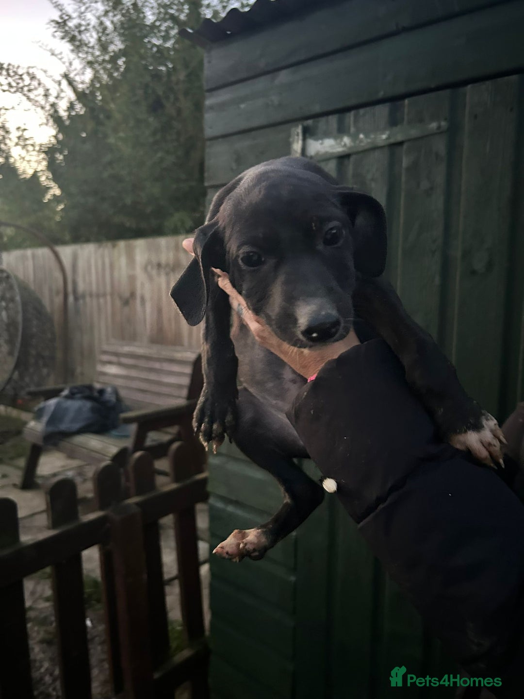 Mixed Breed dogs for sale: Saluki puppies - Advert 3