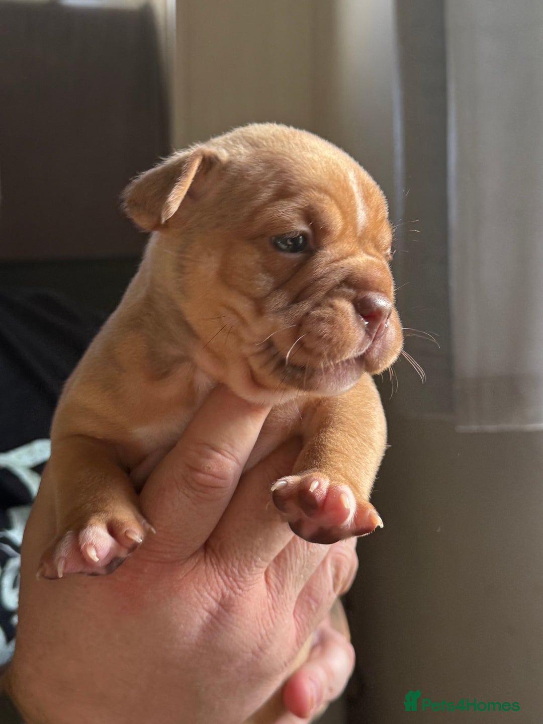 Mixed Breed dogs for sale: Stunning English bulldog mix pocket bully  - Image 23