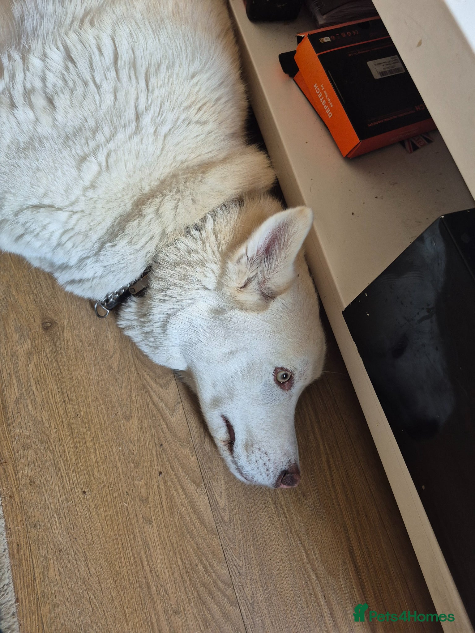 Siberian Husky dogs for sale: Simba  - Advert 1