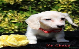 Miniature Dachshund dogs for sale: Miniature Longhaired Dachshunds in West Bromwich - Image 7