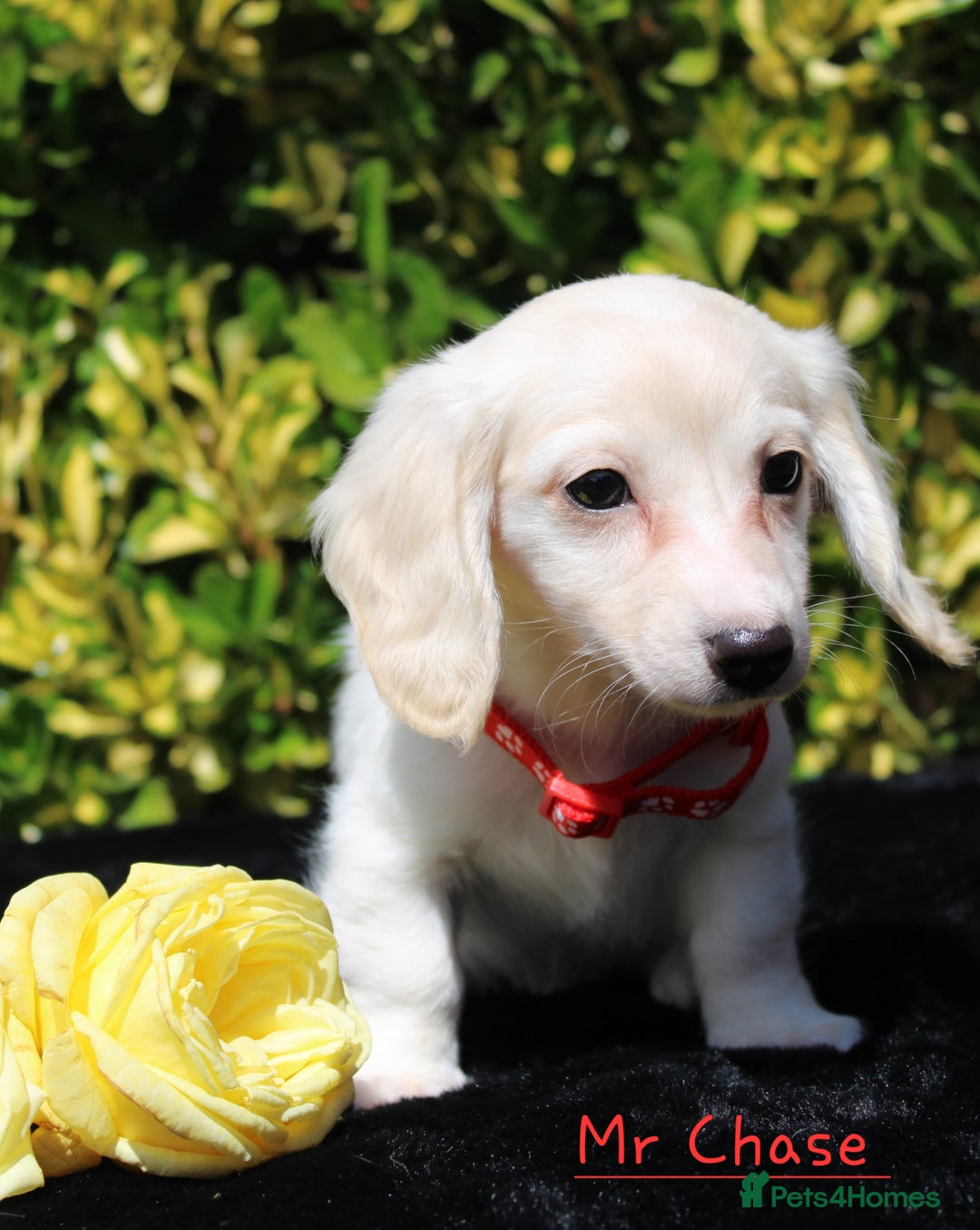 Miniature Dachshund dogs for sale: Miniature Longhaired Dachshunds in West Bromwich - Image 7