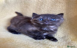 Maine Coon cats for sale: Maine coon x - Image 13