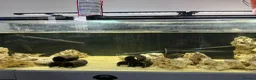 Cichlids fish for sale: Fish for sale in Milton Keynes - Advert 5