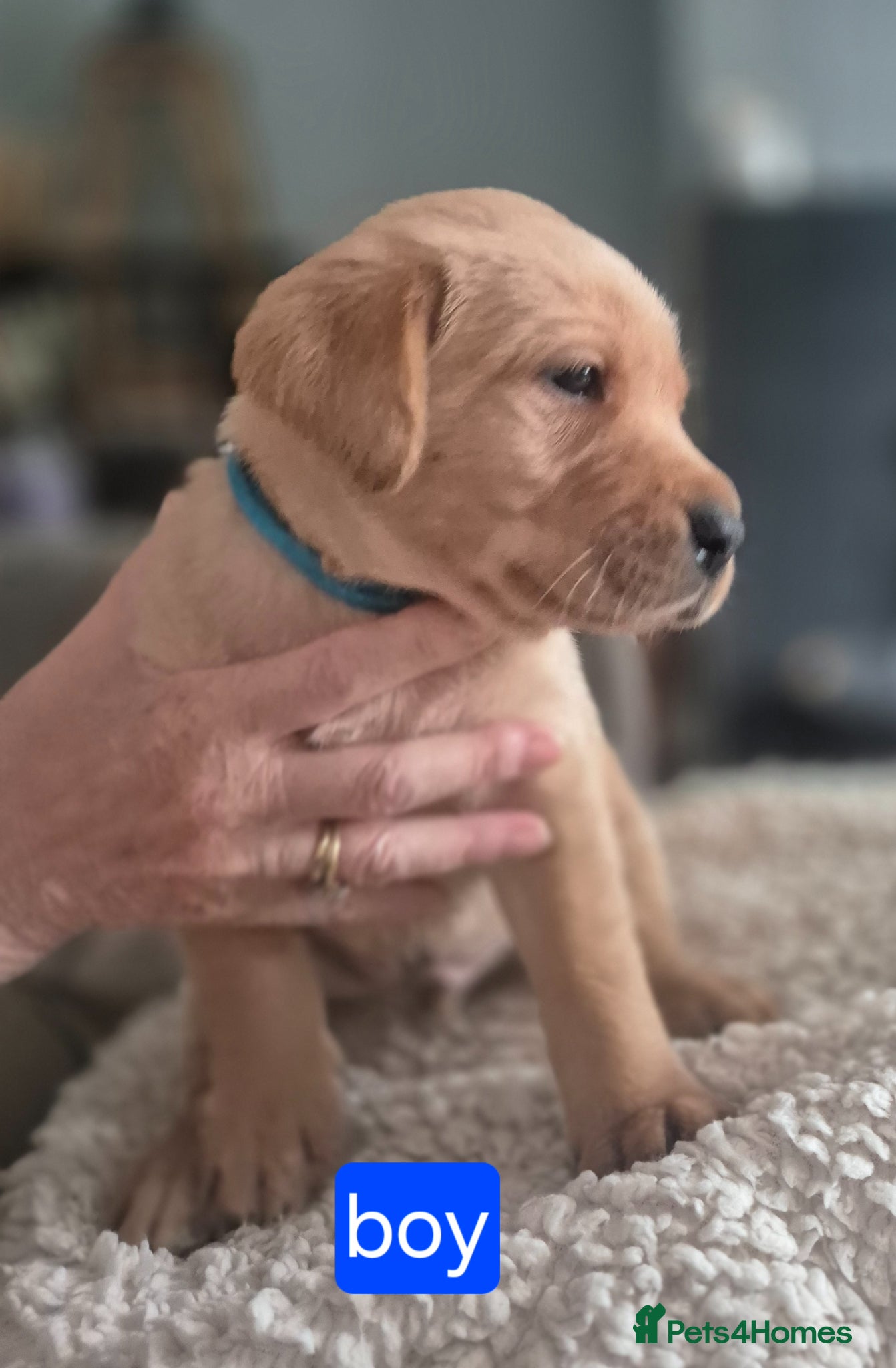 Labrador Retriever dogs Pedigree fox red/yellow labrador puppies  - Advert 1