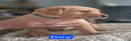 Labrador Retriever dogs for sale: Pedigree fox red/yellow labrador puppies  - Advert 1