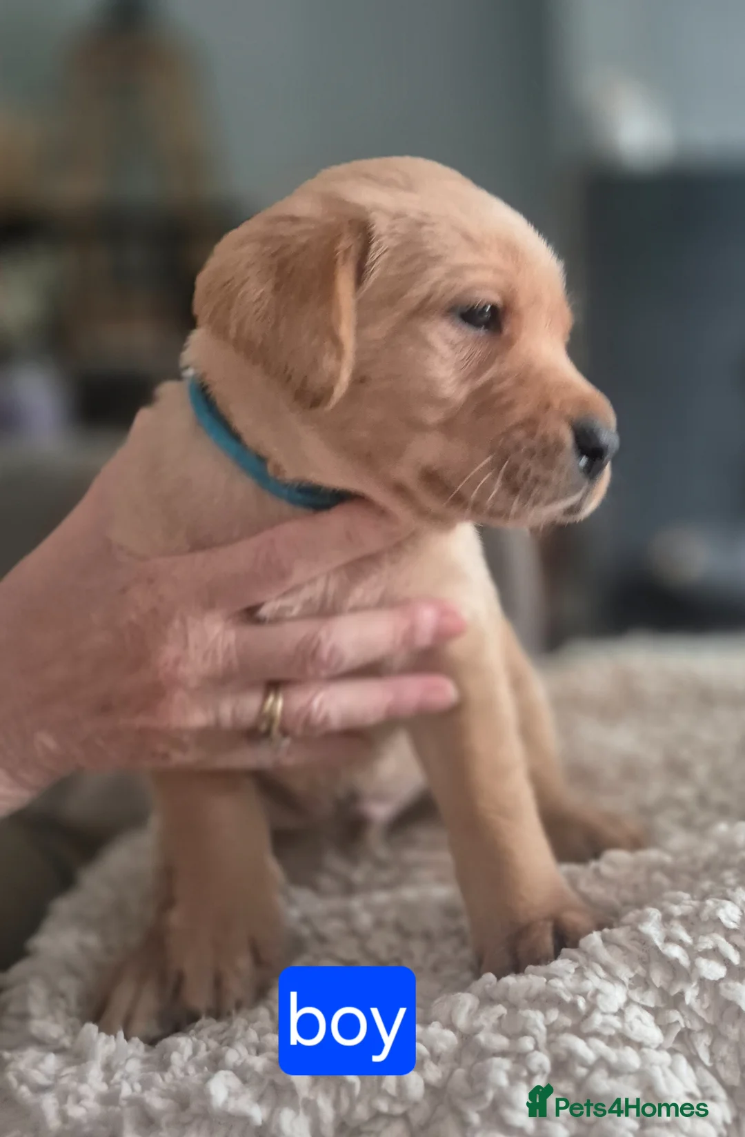 Labrador Retriever dogs for sale: Pedigree fox red/yellow labrador puppies  - Advert 1