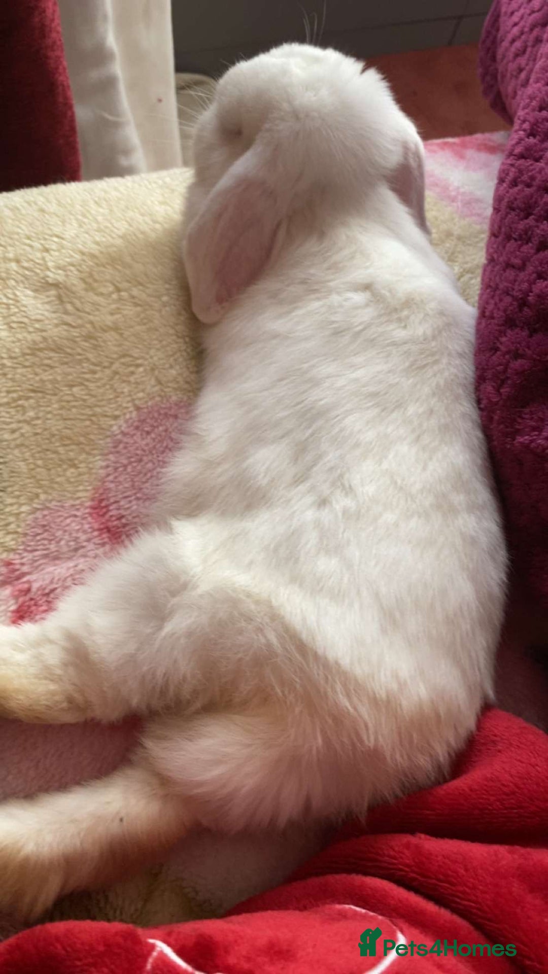 Mini Lop rabbits for sale: Cute, friendly white female mini lop bunny  - Advert 5