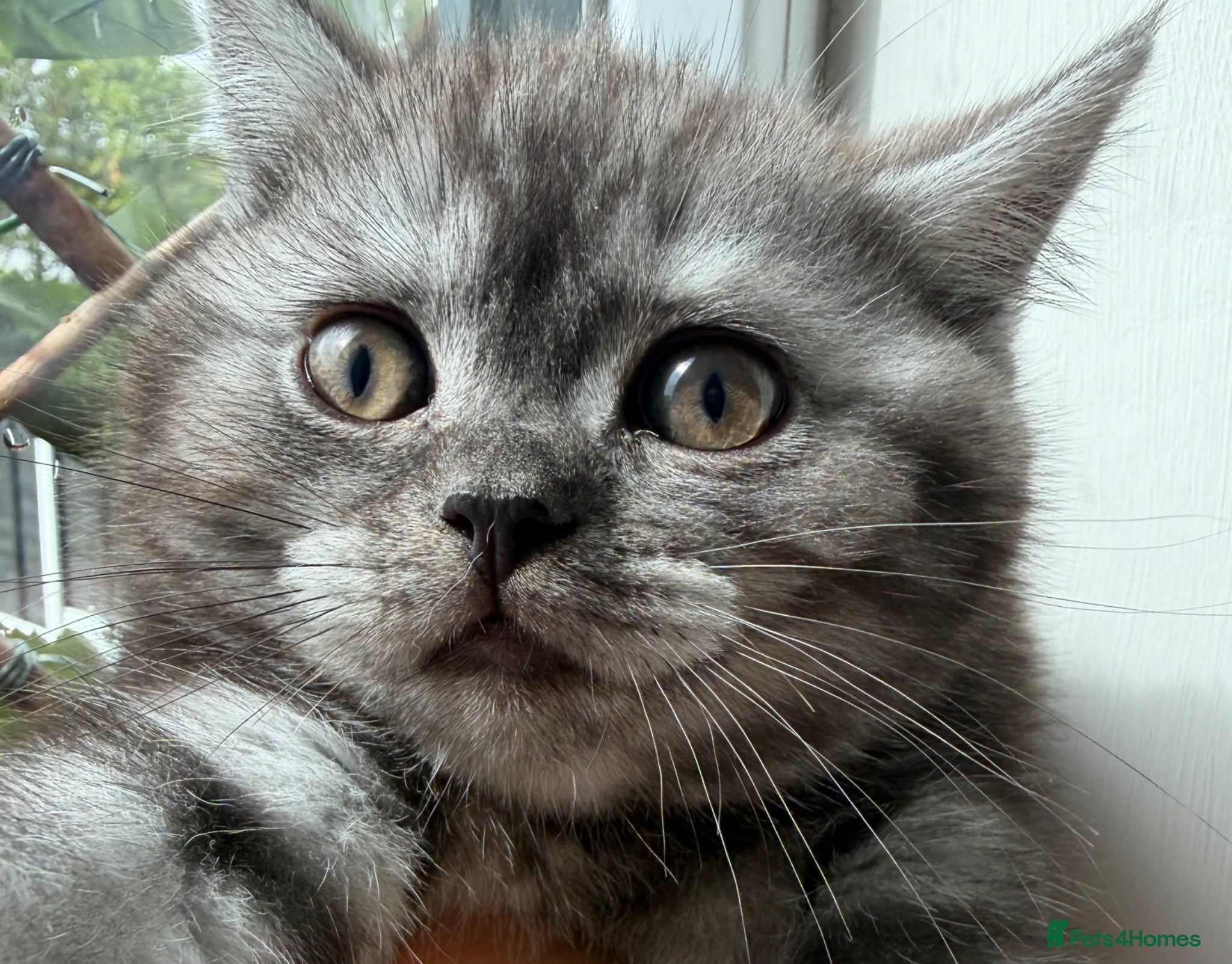 British Shorthair cats 4 British Shorthair kittens - Advert 2