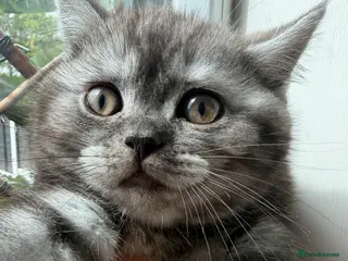 British Shorthair cats 4 British Shorthair kittens - Advert 2