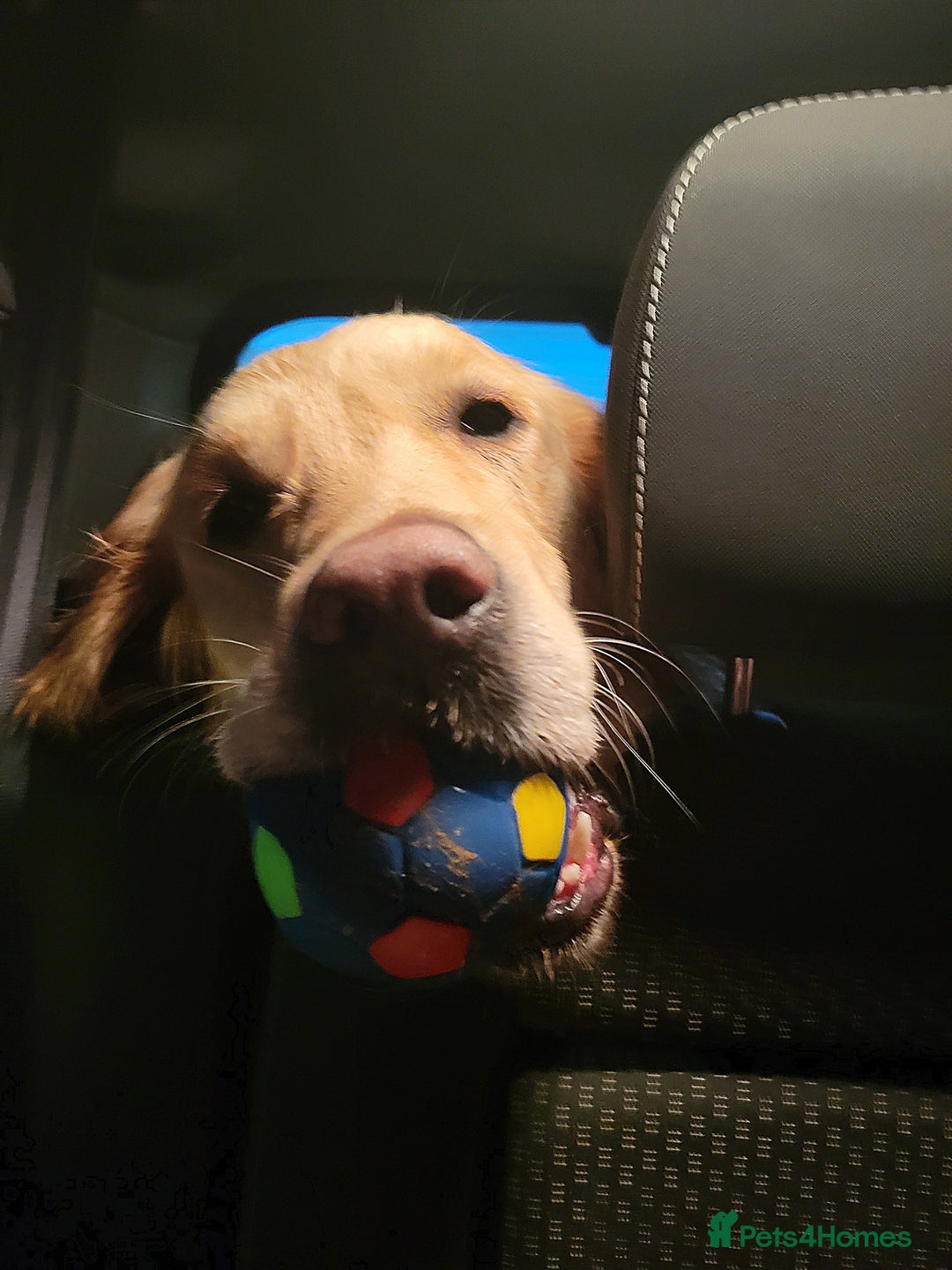 Golden Retriever dogs for sale: Beautiful Golden Retrievers from therapy line - Image 4