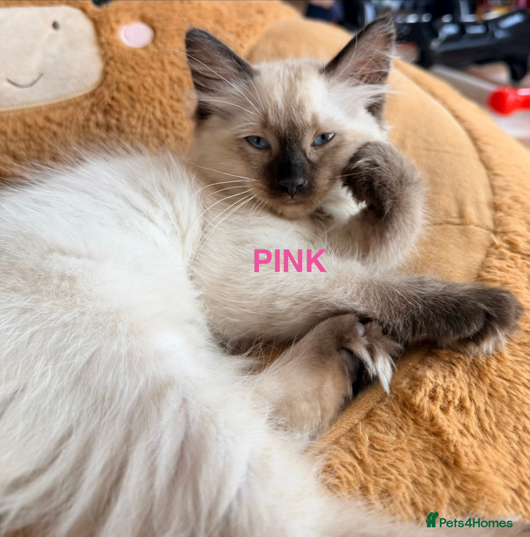 Ragdoll cats 5 stunning ragdoll kittens! ❤️ - Advert 4